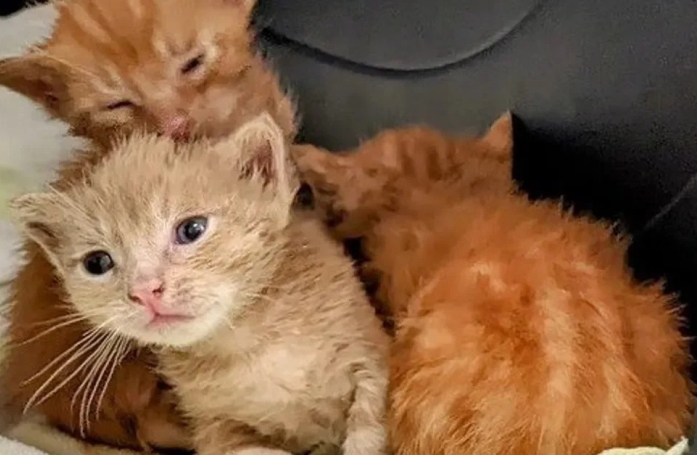 3 chatons abandonnés ont été retrouvés dans une benne de camion, ils espèrent trouver rapidement une famille pour les adopter 