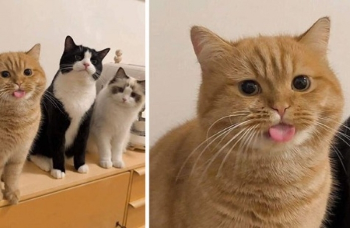 18 adorables photos de chats et de chiens qui vont vous faire fondre d’amour