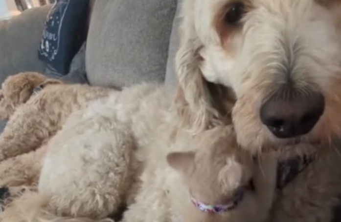 Cette belle Goldendoodle adopte un petit chaton en quête d’amour (vidéo)