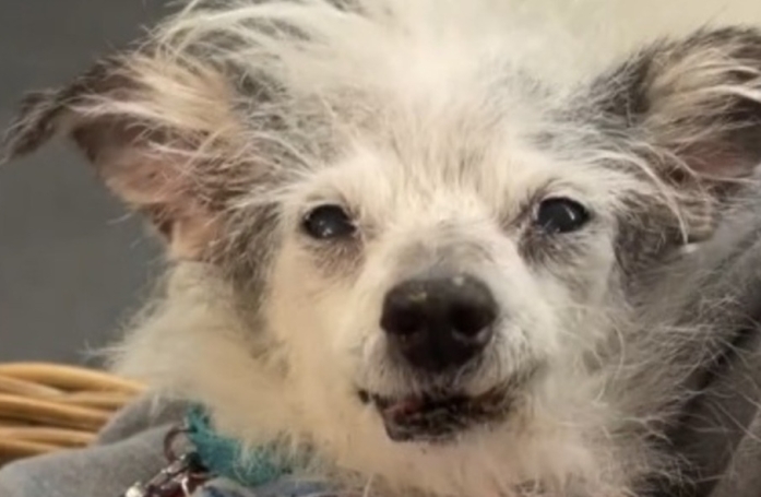 Livrée à elle-même et dans un état critique, cette chienne de 16 ans découvre enfin la chaleur d’un foyer aimant (vidéo)