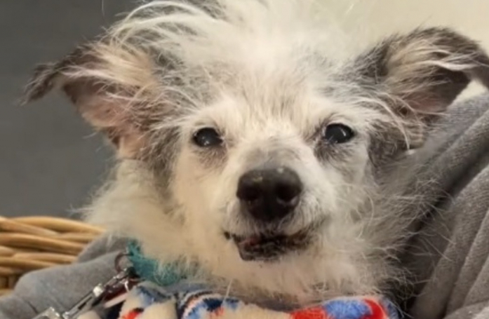 Livrée à elle-même et dans un état critique, cette chienne de 16 ans découvre enfin la chaleur d’un foyer aimant (vidéo)