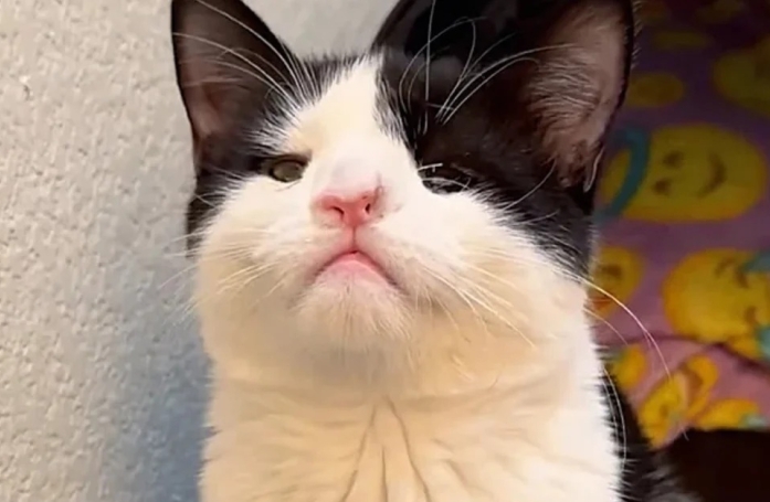 Ce chat malade et cette femme décident de lutter ensemble pour survivre