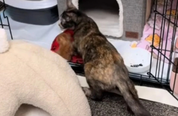 Cette chatte découvre un chaton abandonné et décide de le nourrir (vidéo)