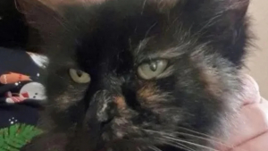 Illustration : "Cette chatte portée disparue depuis 9 ans retrouve son foyer grâce au « miracle de Noël »"