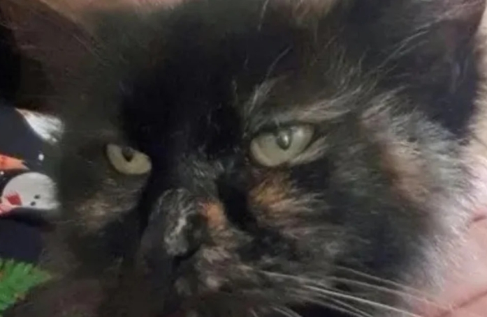 Cette chatte portée disparue depuis 9 ans retrouve son foyer grâce au « miracle de Noël »