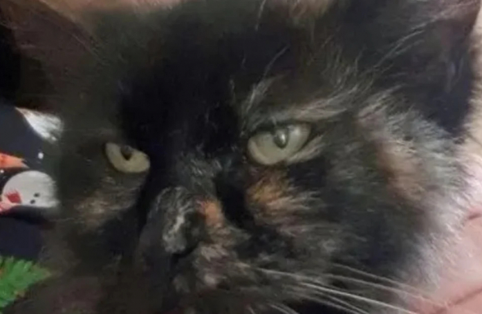 Cette chatte portée disparue depuis 9 ans retrouve son foyer grâce au « miracle de Noël »