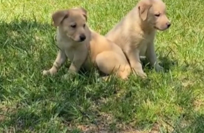En se promenant avec sa chienne, cette femme retrouve 2 chiots abandonnés et décide de les sauver (vidéo)