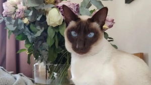 Illustration : "Ce chat siamois survit à un trajet de 1300 km dans un moteur"