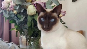 Illustration : "Ce chat siamois survit à un trajet de 1300 km dans un moteur"