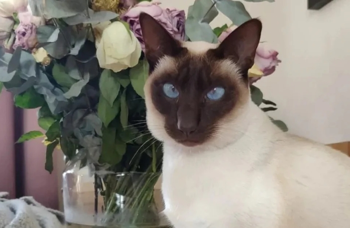 Ce chat siamois survit à un trajet de 1300 km dans un moteur
