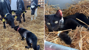 Illustration : "Cette chatte abandonnée trouve un peu de chaleur auprès d’un troupeau de vaches"