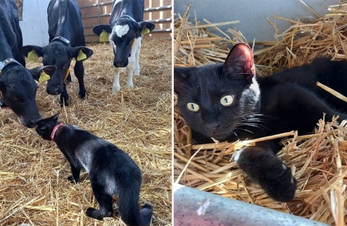 Cette chatte abandonnée trouve un peu de chaleur auprès d’un troupeau de vaches