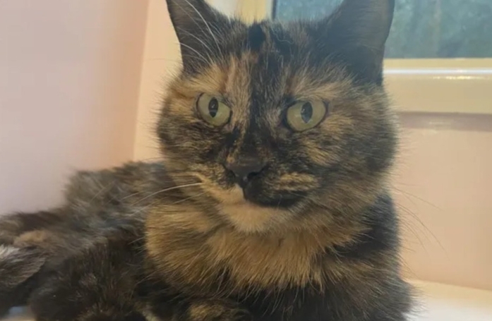 Abandonnée après avoir servi à l’Homme, cette petite chatte se voit enfin offrir la possibilité de changer de vie