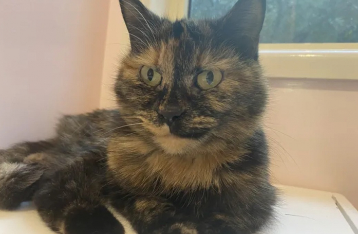 Abandonnée après avoir servi à l’Homme, cette petite chatte se voit enfin offrir la possibilité de changer de vie