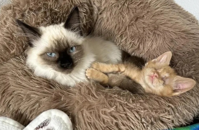 Privé de la vue, ce petit chaton retrouve le goût de vivre grâce à sa formidable famille d’accueil