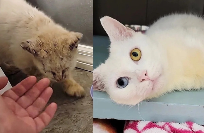 Atteint de la gale et recouvert de croûtes, ce chat guérit doucement et révèle son splendide regard