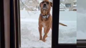 Illustration : "Ce chien au passé difficile découvre la neige dans une vidéo (vidéo)"