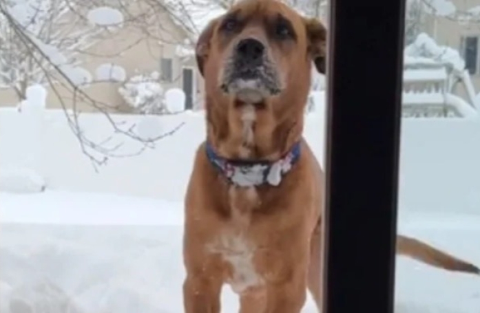 Ce chien au passé difficile découvre la neige dans une vidéo (vidéo)
