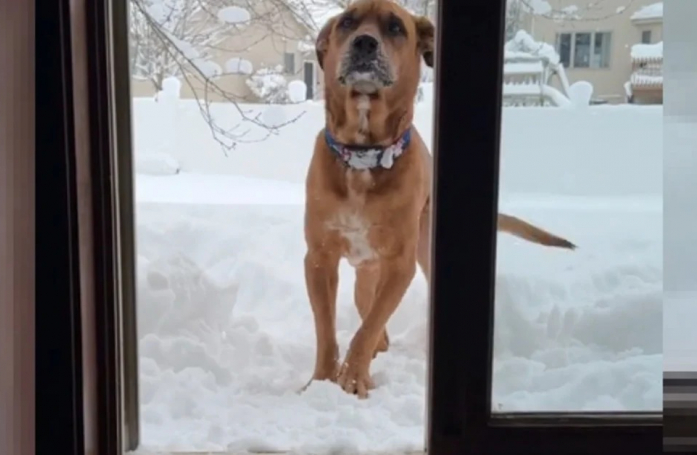 Ce chien au passé difficile découvre la neige dans une vidéo (vidéo)