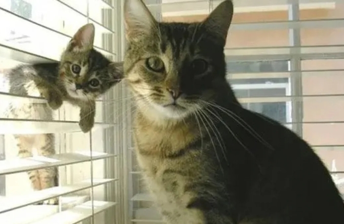 12 photos de chiens et de chats qui partagent une ressemblance étonnante