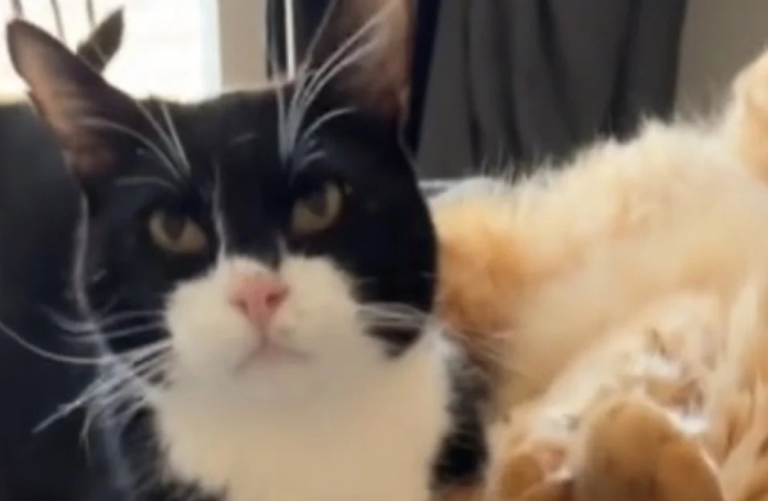 Cet ancien chat abandonné laisse ressurgir ses instincts sauvages en jouant (vidéo)
