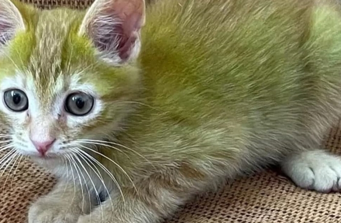 Ce commerçant adopte un chat au drôle de pelage vert, un animal qui interpelle les clients