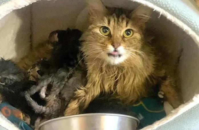 Cette chatte dans l’incapacité de s’occuper de ses chatons décide de les confier à une famille
