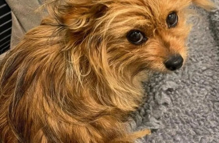 Des passants découvrent une chienne blessée sur le point d’accoucher dans un parc