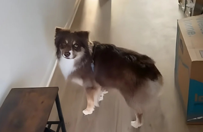 Après une vie en appartement, ce chien découvre son nouveau jardin (vidéo)