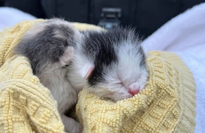 À seulement 5 jours, ces chatons sont jetés d’une voiture, mais luttent pour survivre 