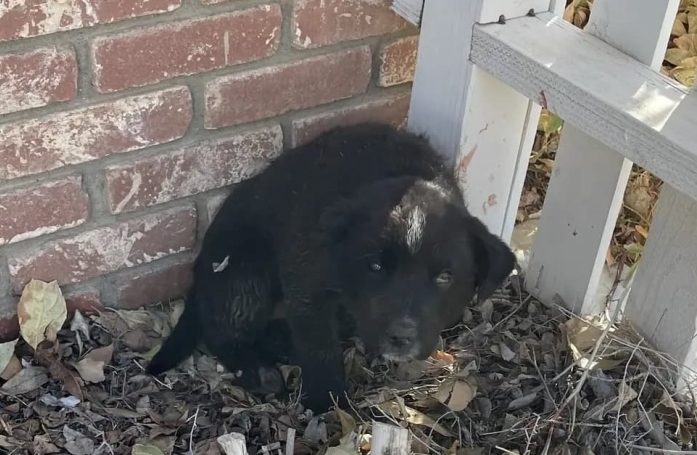 Elle retrouve un chien abandonné dans le jardin de ses parents et décide de le sauver
