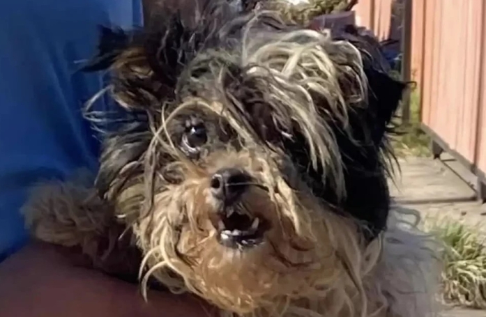 Cette chienne sale et abandonnée sur la plage subit une formidable transformation