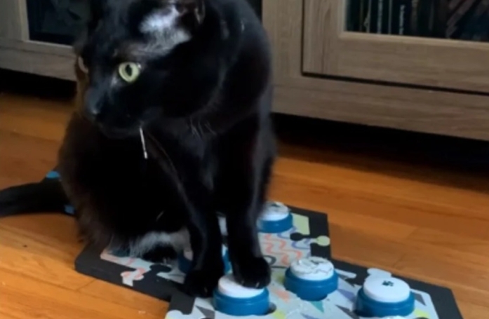 Cette femme apprend à son chat à parler grâce à des boutons et il devient un véritable bavard