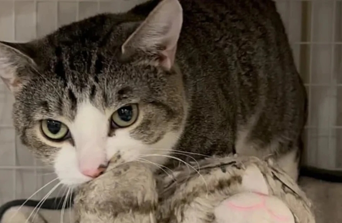 Cette association fait appel à un comportementaliste pour aider un chat à retrouver confiance en l’Homme