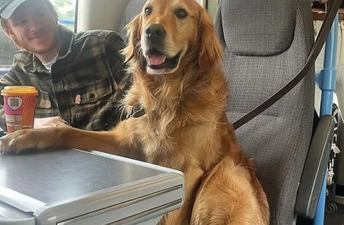 Huxley est un Golden Retriever qui rencontre un franc succès, notamment lors de ses voyages en train