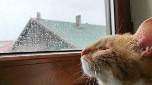 Illustration : "La propriétaire de ce chat aveugle découvre sa capacité d’adaptation hors du commun après leur déménagement"