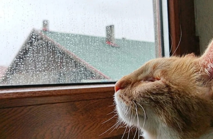 La propriétaire de ce chat aveugle découvre sa capacité d’adaptation hors du commun après leur déménagement