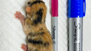 Illustration : "Cette chatonne prématurée et abandonnée lutte pour survivre "