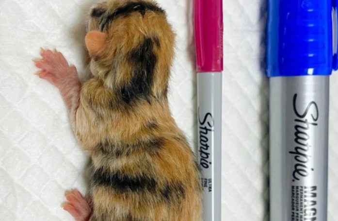 Cette chatonne prématurée et abandonnée lutte pour survivre 