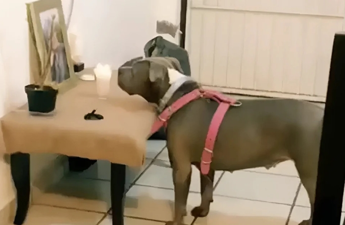 L’histoire de cette chienne qui admire la photo d’un membre de sa famille révèle une amitié touchante 