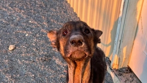 Illustration : "Cette chienne retrouvée dans un garage, sans rien à manger ni à boire, lutte pour sa survie"