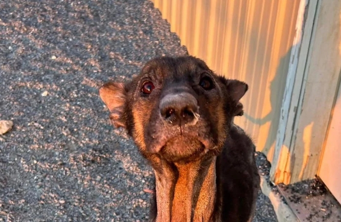 Cette chienne retrouvée dans un garage, sans rien à manger ni à boire, lutte pour sa survie