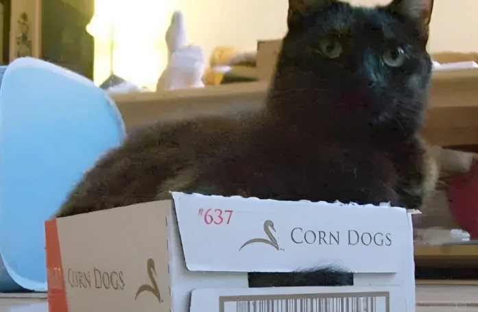 Cette famille sauve une chatte abandonnée qui détient un don pour aider son maître atteint de diabète