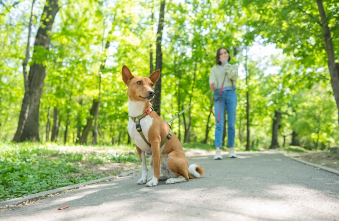 Comment apprendre à son chien à marcher en laisse ?