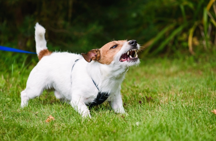 Comment gérer un chien ou un chat agressif ?