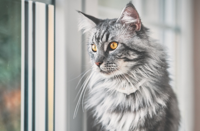 Quelles sont les races de chiens et de chats victimes de la mode ?