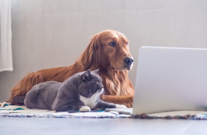Pourquoi est-il important de souscrire une assurance santé pour son animal ?