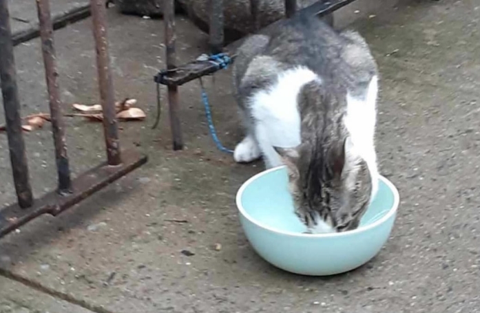 Abandonnée et ignorée, une chatte reprend goût à la vie grâce à une association, en attendant de trouver sa nouvelle famille