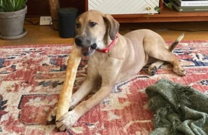 Effrayée par une sirène d’alerte, une chienne s’enfuit, mais retrouve ses maîtres grâce à la magie des réseaux sociaux