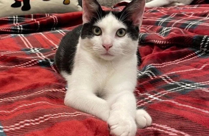 Un formidable élan de solidarité permet à un chat fugueur de retrouver son foyer après 15 jours d’inquiétude